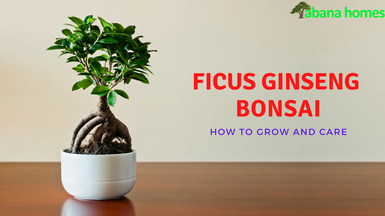 Ficus Ginseng Bonsai