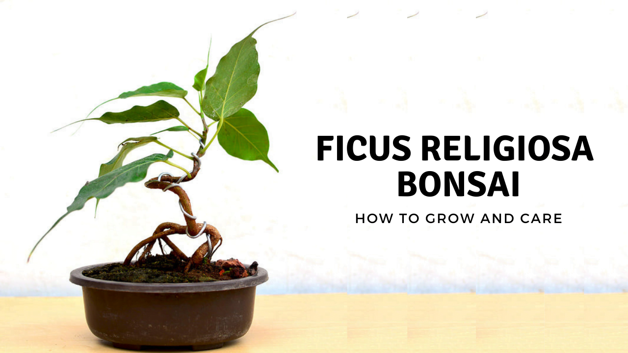 Ficus Religiosa Bonsai