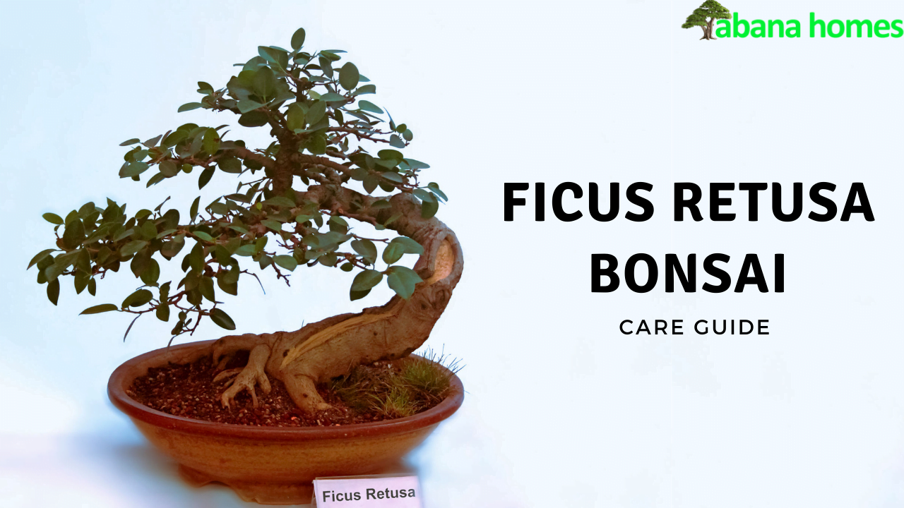 Ficus Retusa Bonsai