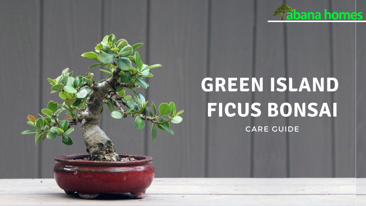 Green Island Ficus Bonsai