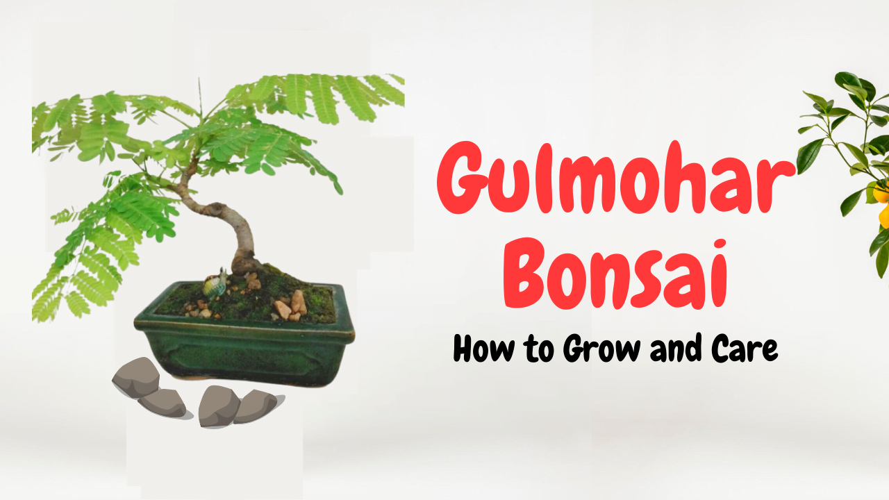 Gulmohar Bonsai