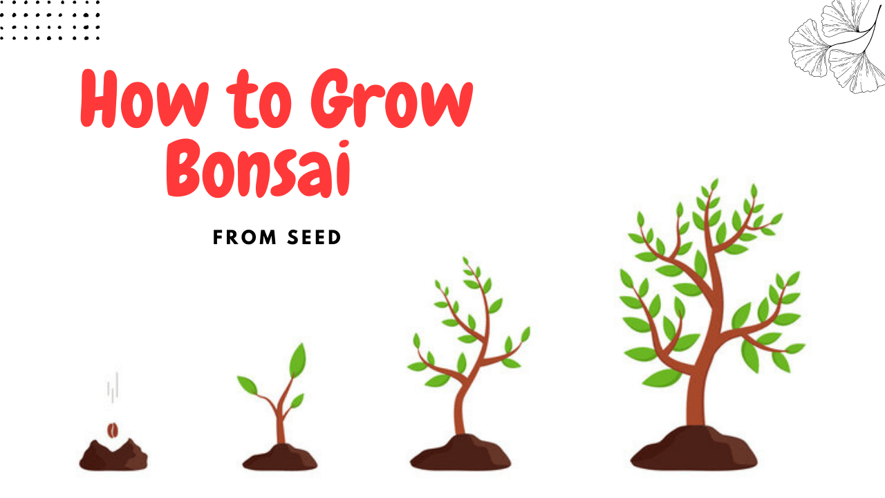 Bonsai From Seed