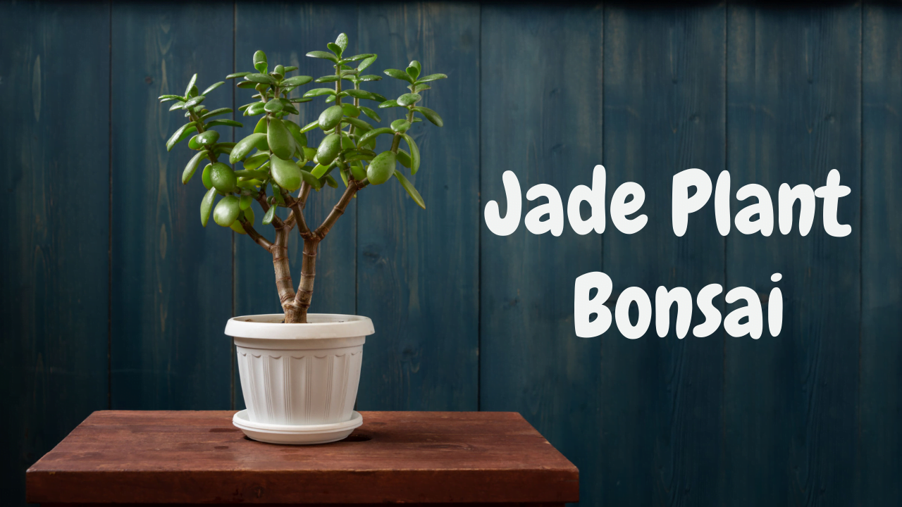 Jade Plant Bonsai