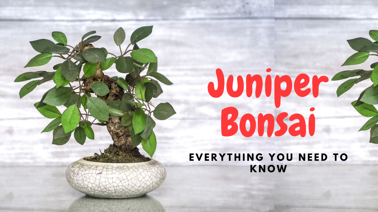 Juniper Bonsai Tree