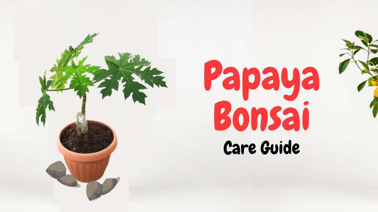 Papaya Bonsai