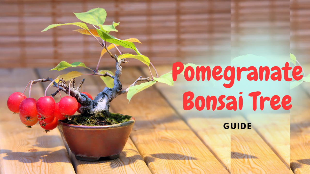 Pomegranate Bonsai