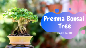 Premna Bonsai tree