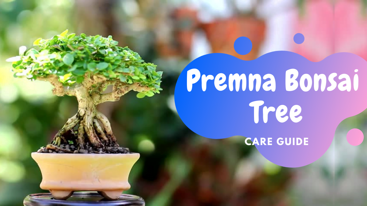 Premna Bonsai tree