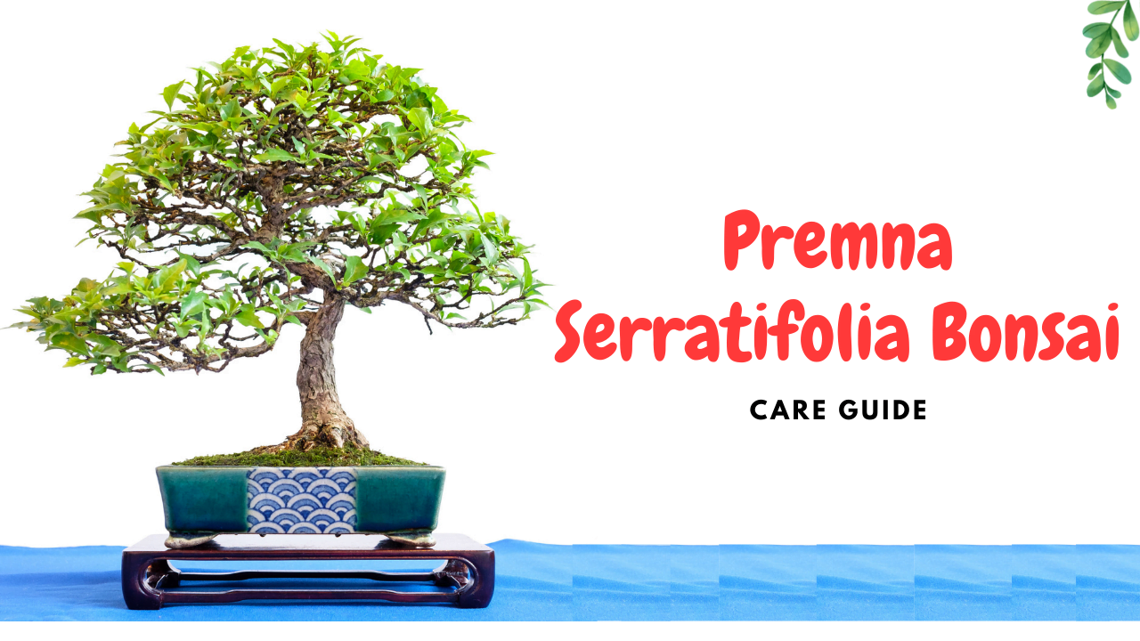 Premna Serratifolia Bonsai