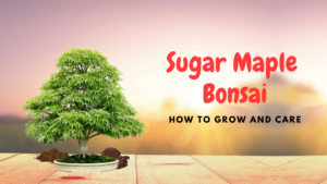 Sugar Maple Bonsai