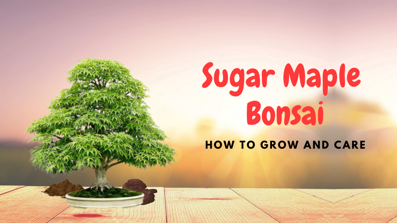 Sugar Maple Bonsai