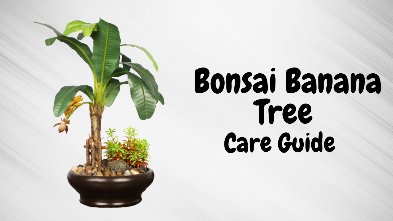 bonsai banana