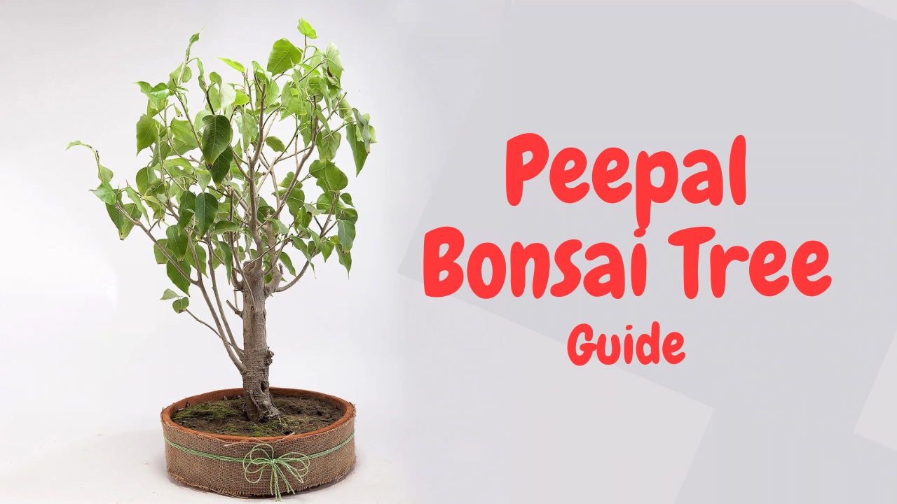 peepal bonsai