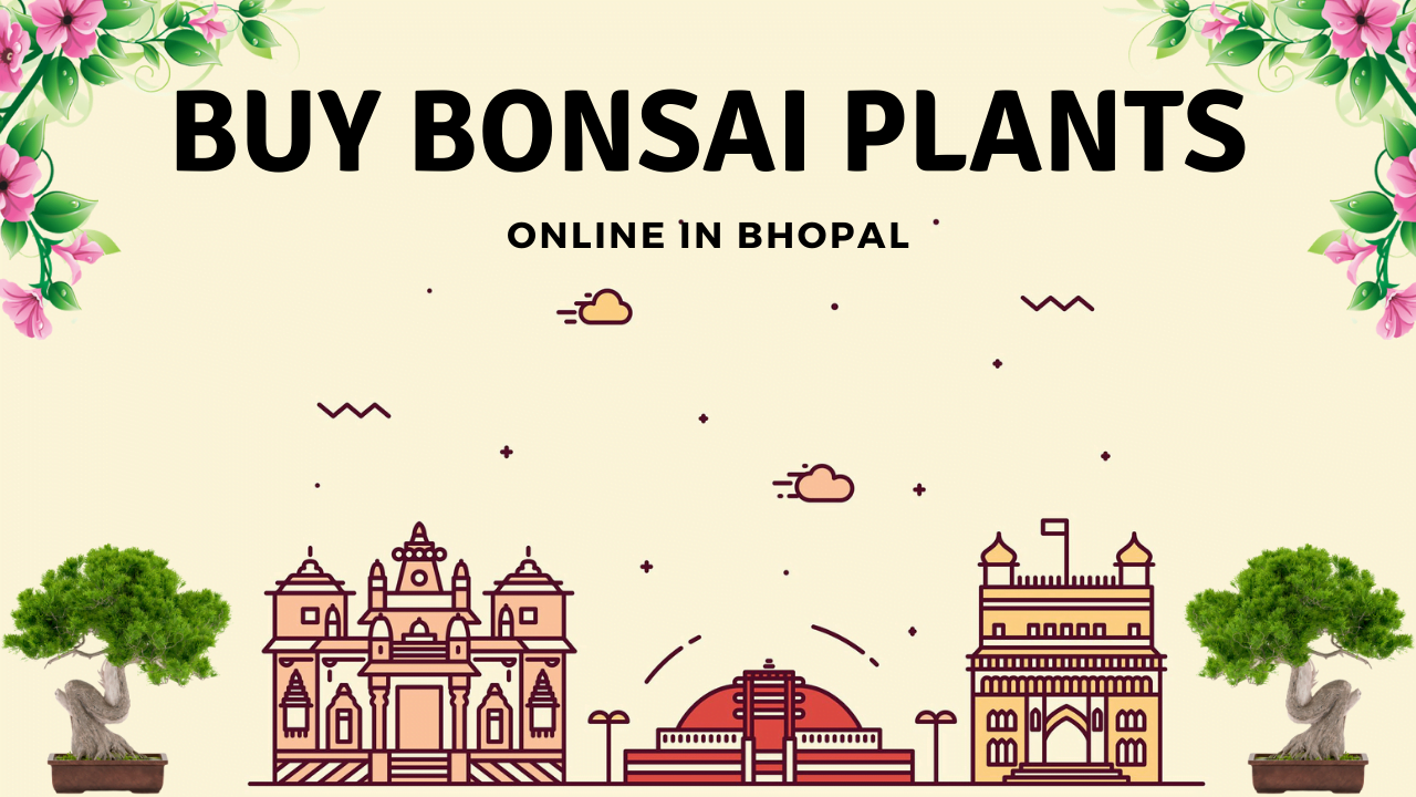 bonsai plants in bhopal