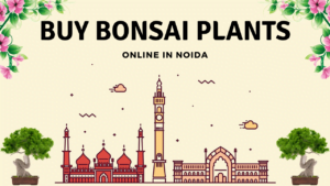 Bonsai Plants in Noida