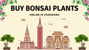 bonsai plants in vadodara
