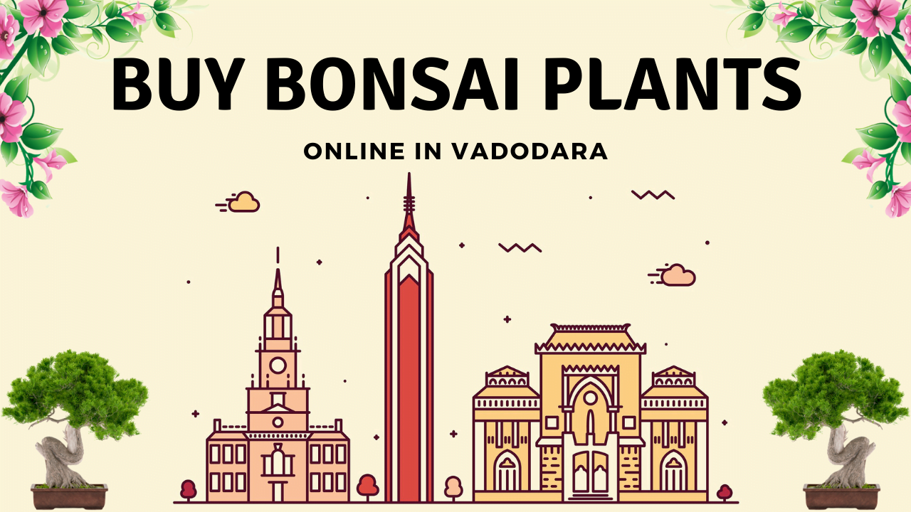 bonsai plants in vadodara