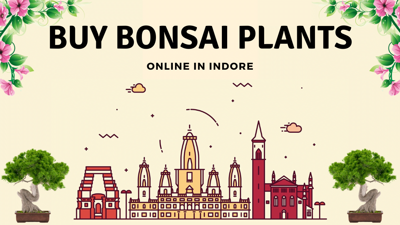 bonsai plants in indore