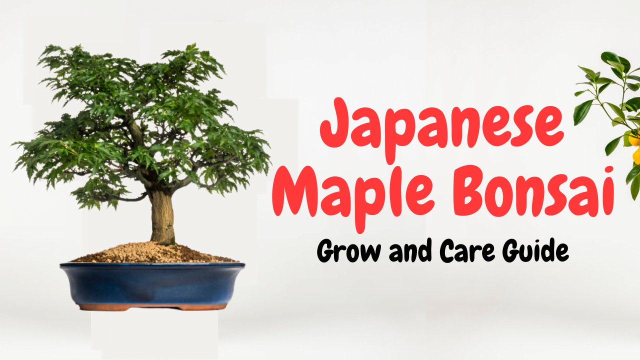Japanese maple bonsai
