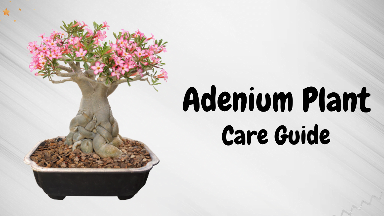 Adenium Plant