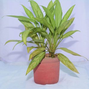 Aglaonema Silver Queen Plant