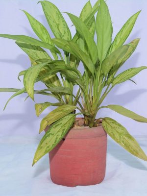 Aglaonema Silver Queen Plant