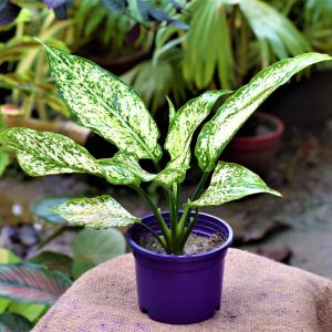 Aglaonema Snow White Plant