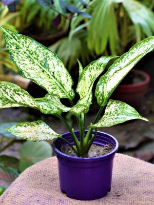 Aglaonema Snow White Plant