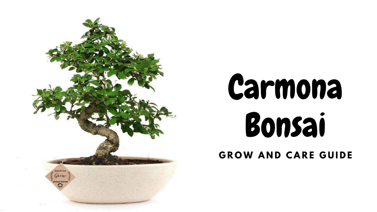 Carmona Bonsai