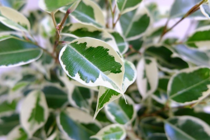 Variegated Ficus Triangularis Plant