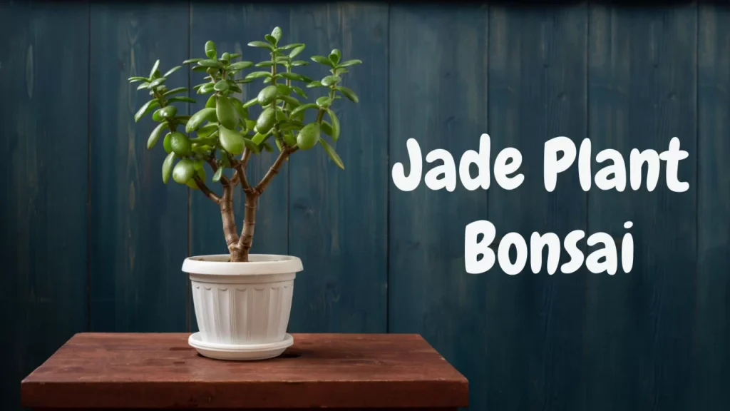 Everything you need to know about Jade Bonsai Plant