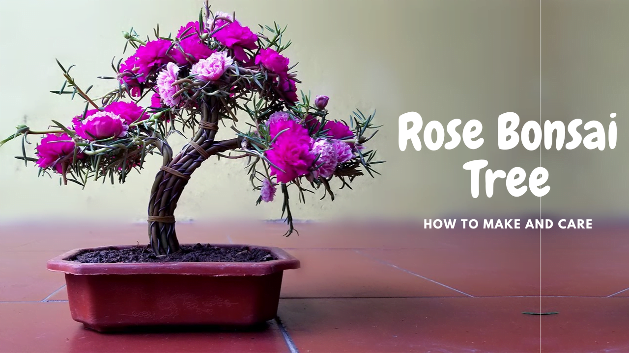 Rose Bonsai Tree