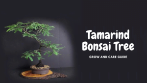 Tamarind Bonsai