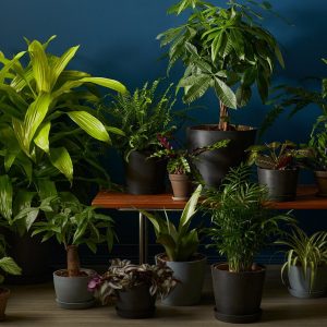 Air Purifiers Combo