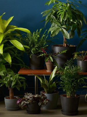Air Purifiers Combo