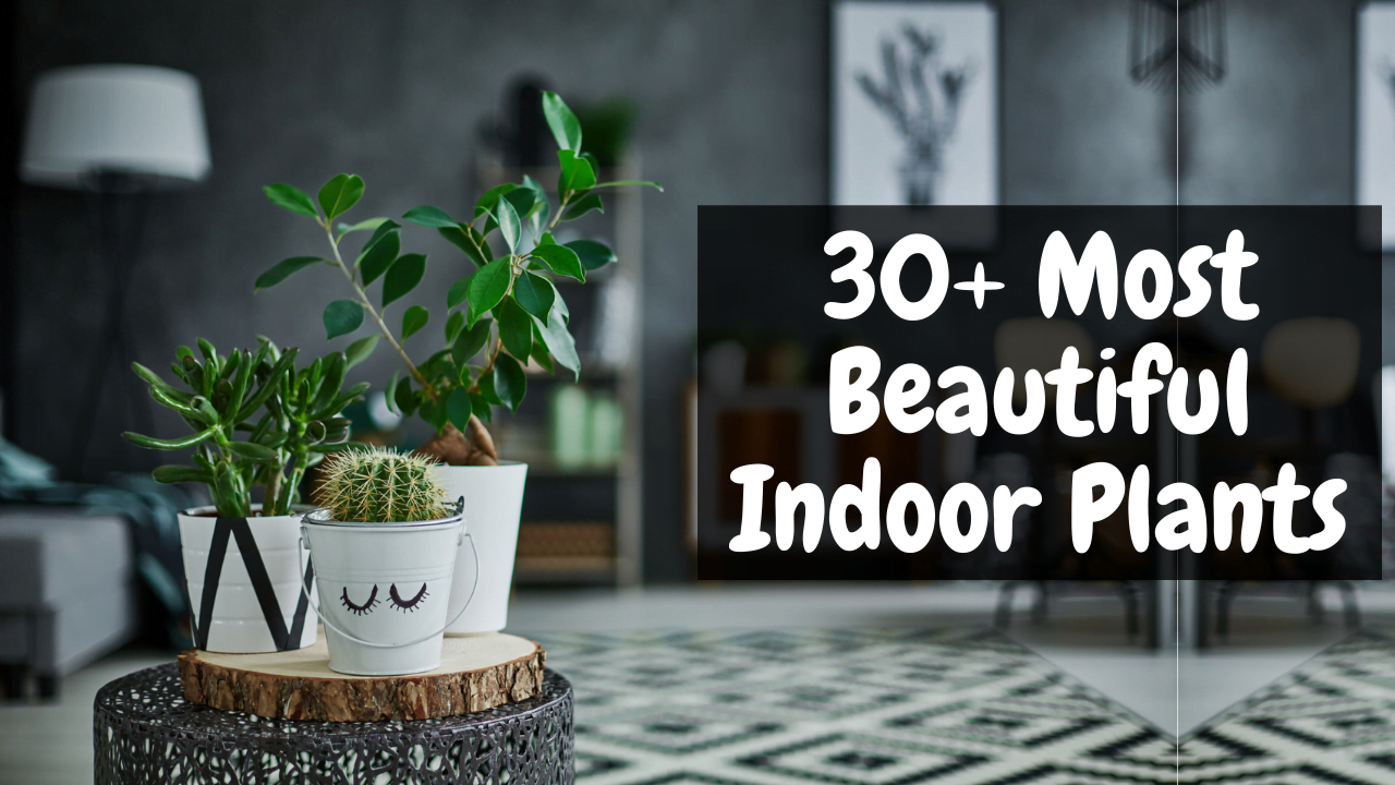 Beautiful Indoor Plants