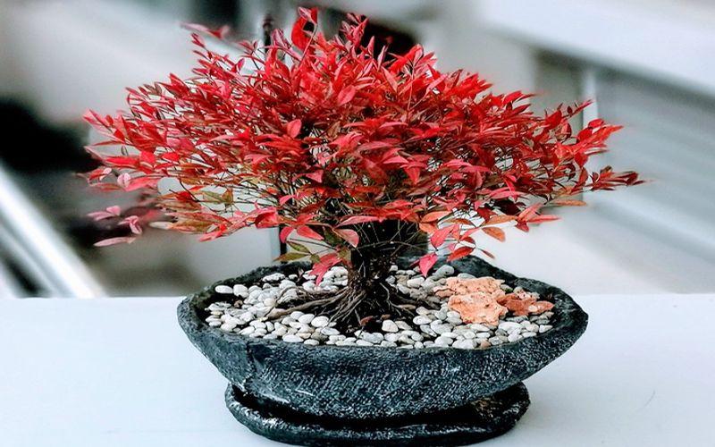 Nandina Domestica Bonsai