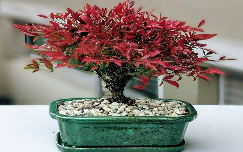 Nandina Domestica Bonsai