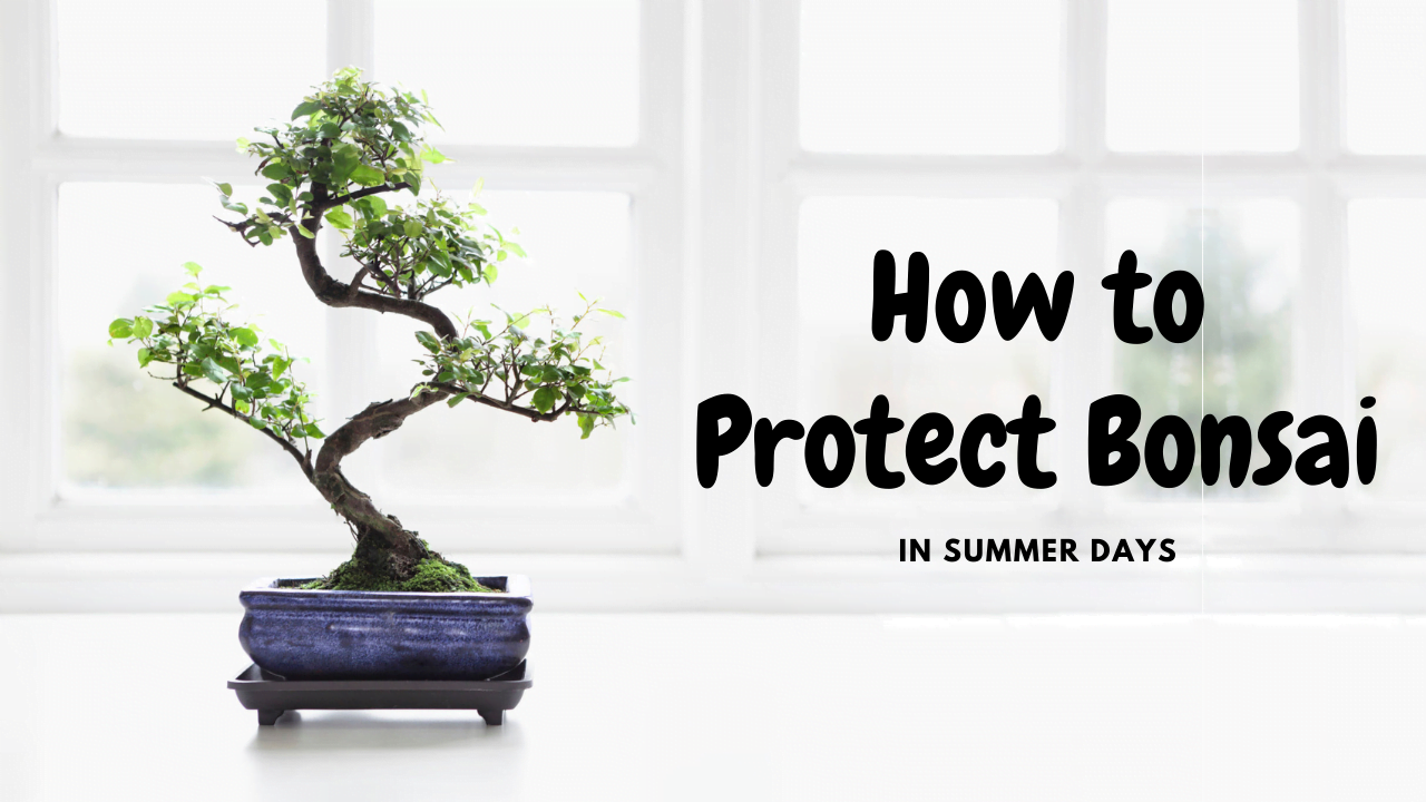 Bonsai Plants Care in Summer