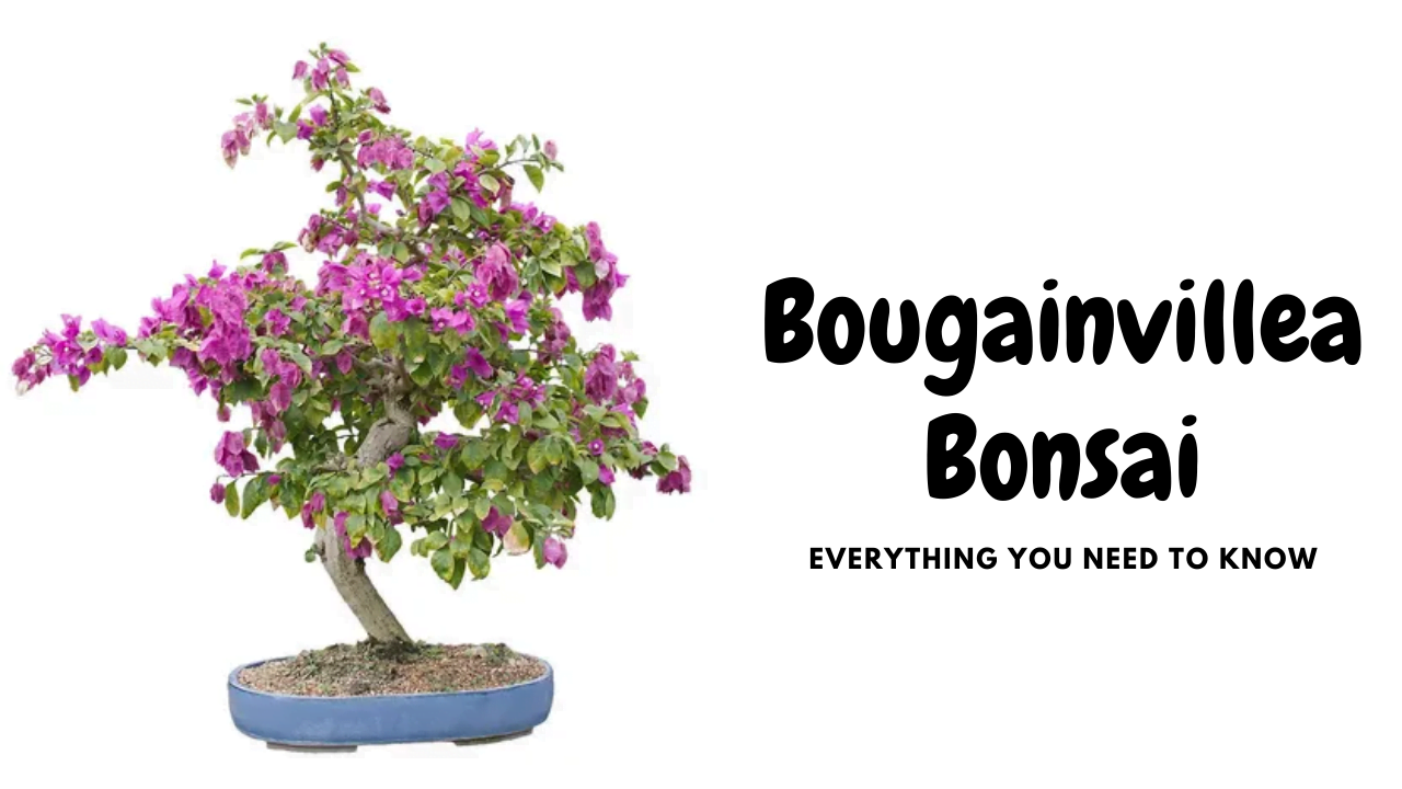 Bougainvillea Bonsai