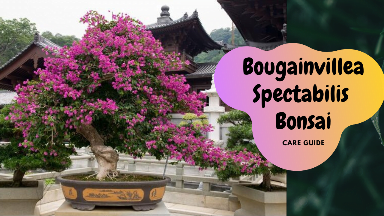 Bougainvillea Spectabilis Bonsai