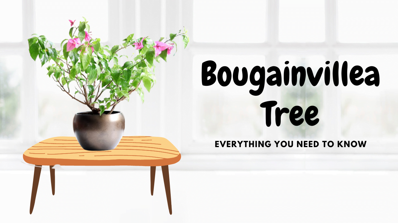 Bougainvillea Tree