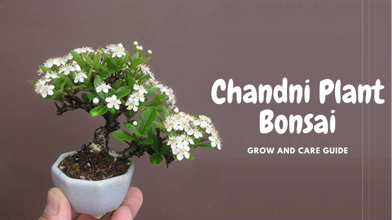 Chandni Plant Bonsai
