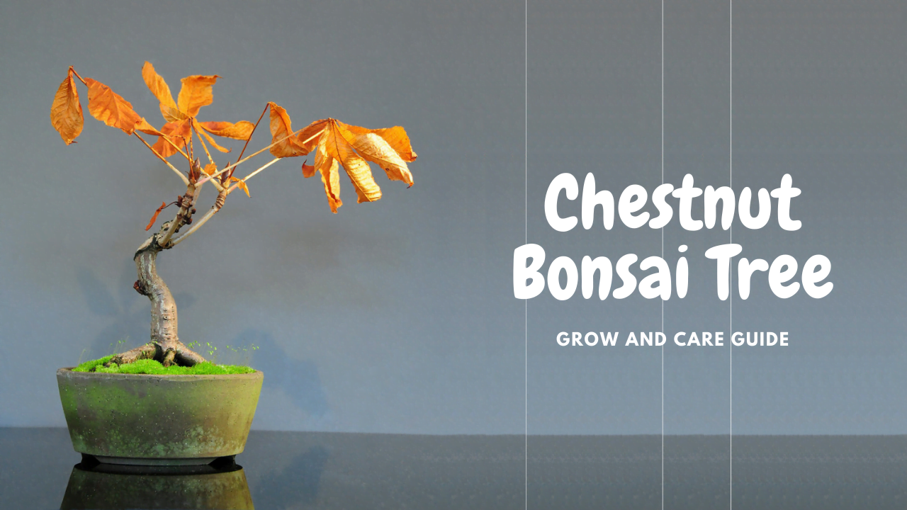 Chestnut Bonsai