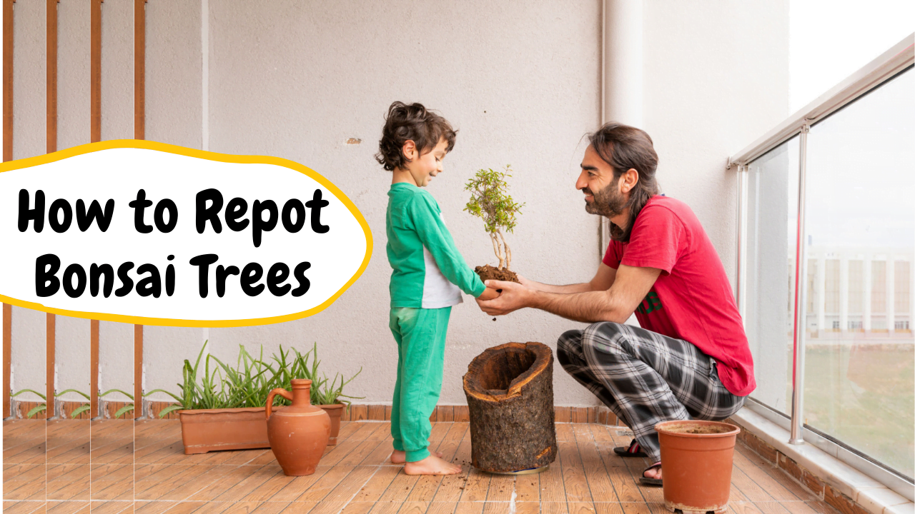 How to Repot a Bonsai