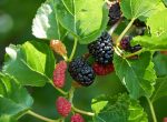 Mulberry Plant