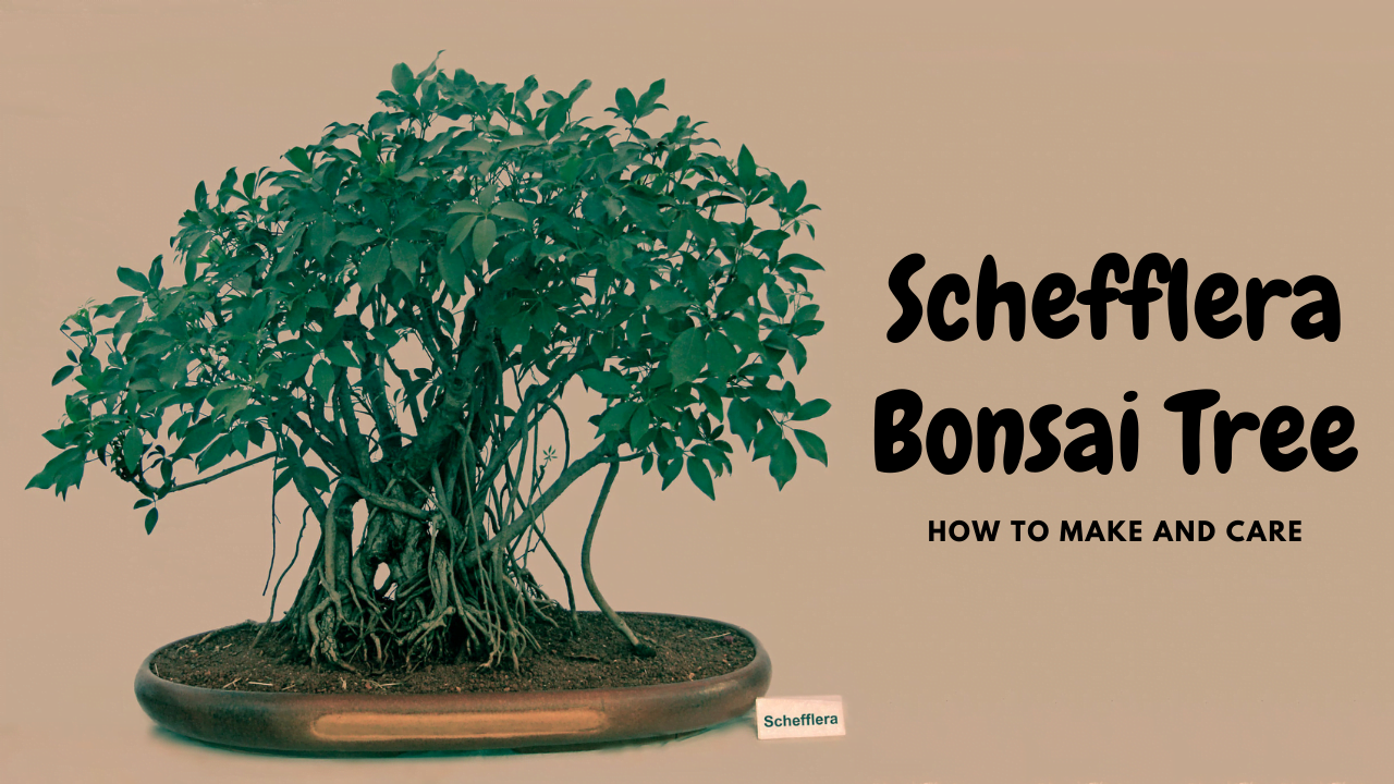 Schefflera Bonsai