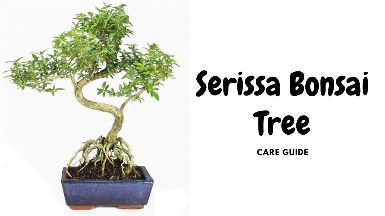 Serissa Bonsai