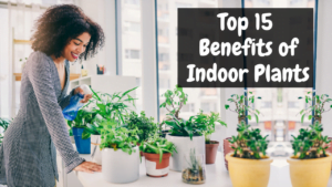 Benefits of Indoor Plants