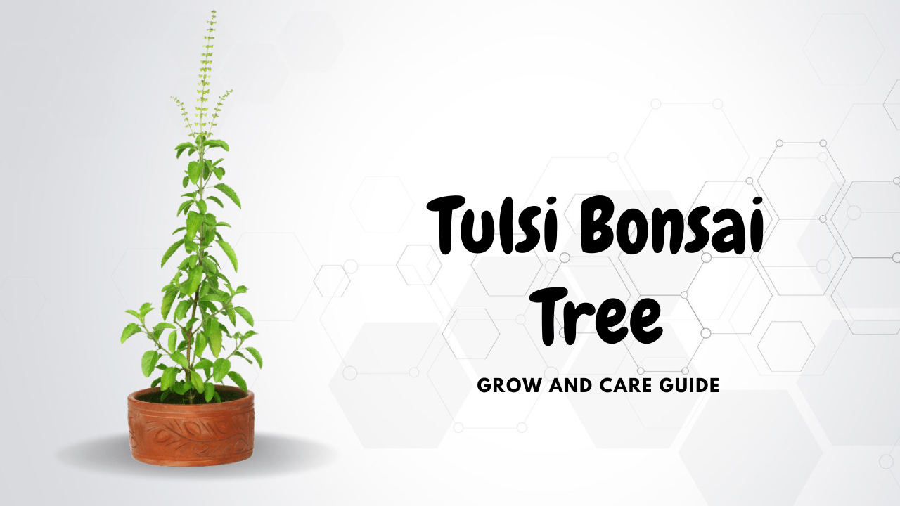 Tulsi Bonsai